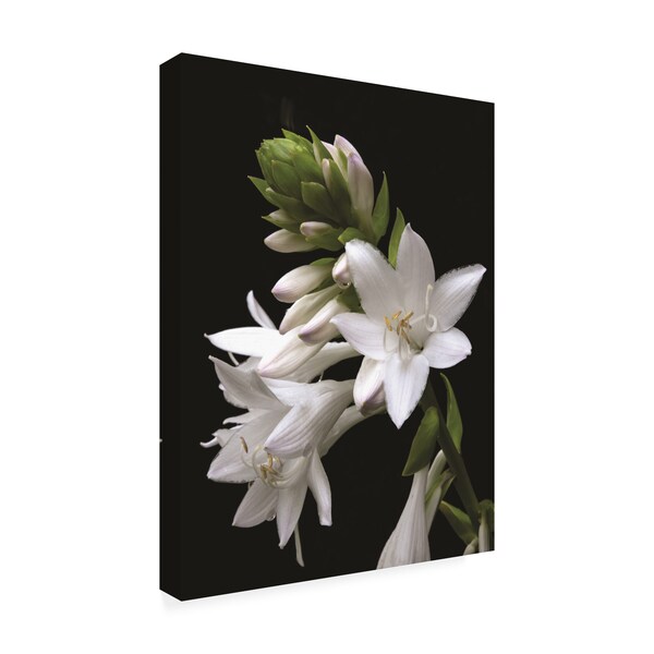 Kurt Shaffer 'White Hosta Flower' Canvas Art,24x32